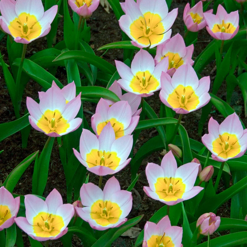 Wildtulpen bakeri Lilac Wonder (x10)