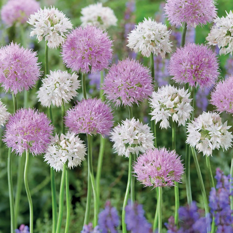 Allium Rosy Dream (x10)