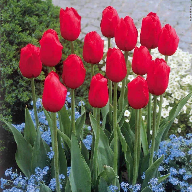 Langstielige rote Tulpen (x5)