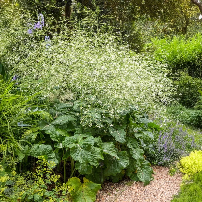 Herzblättriger Blütenkohl