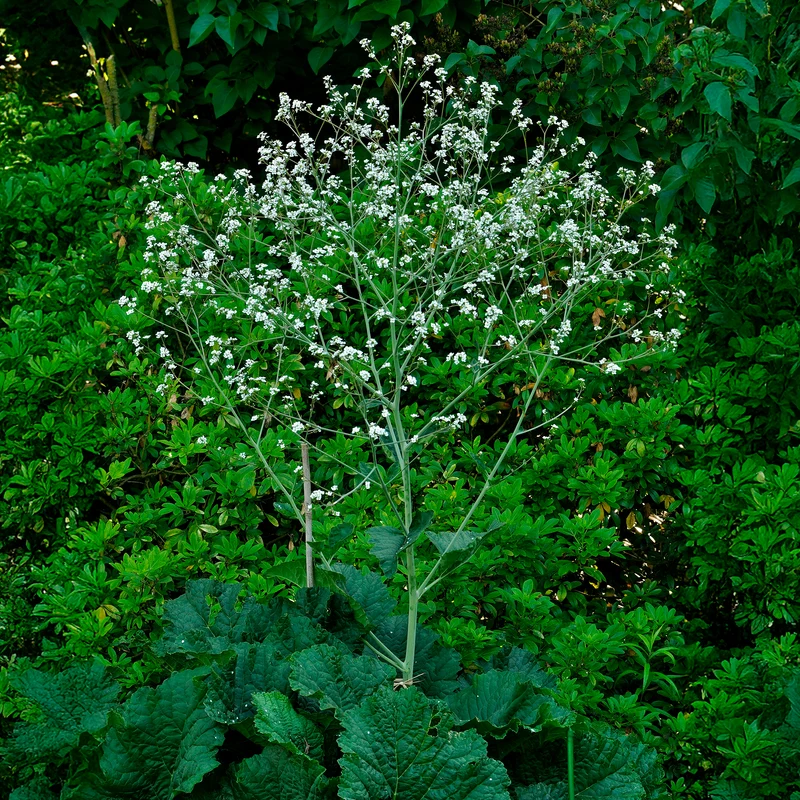 Herzblättriger Blütenkohl