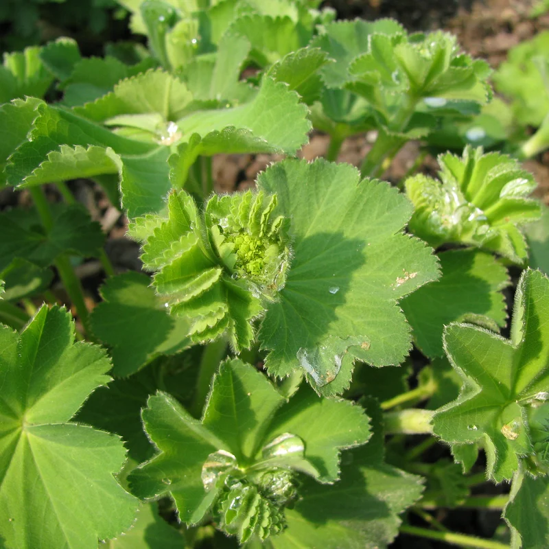 Alchemilla epipsila