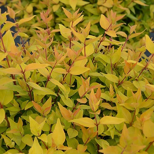 Abelia Golden Touche® BMR Golden