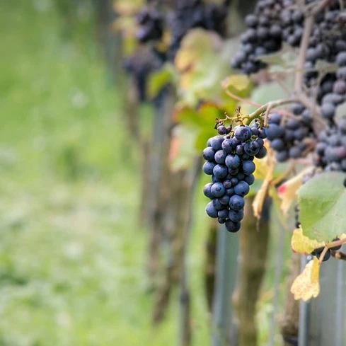 Weinrebe Pinot