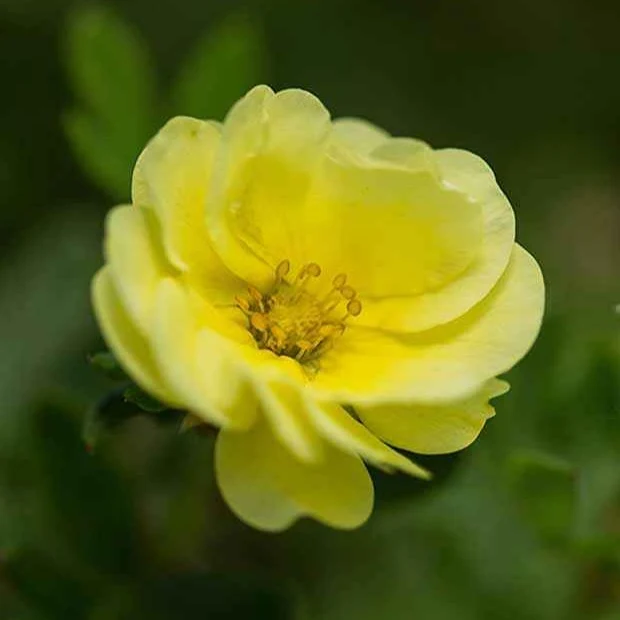 Fingerstrauch Lemon Meringue