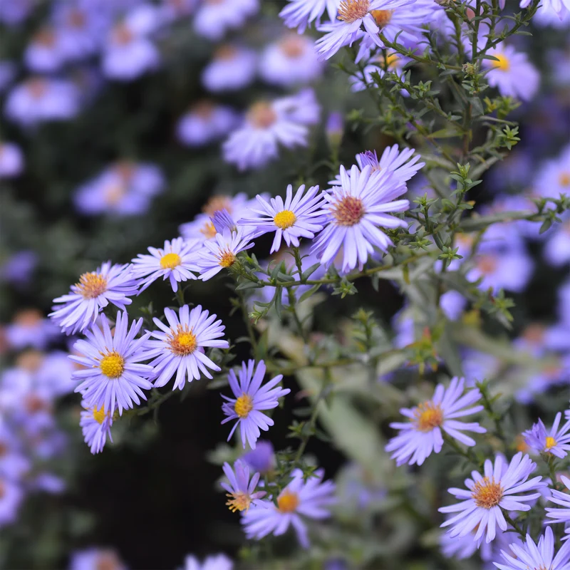 Kissen-Aster 'Professor Anton Kippenberg'