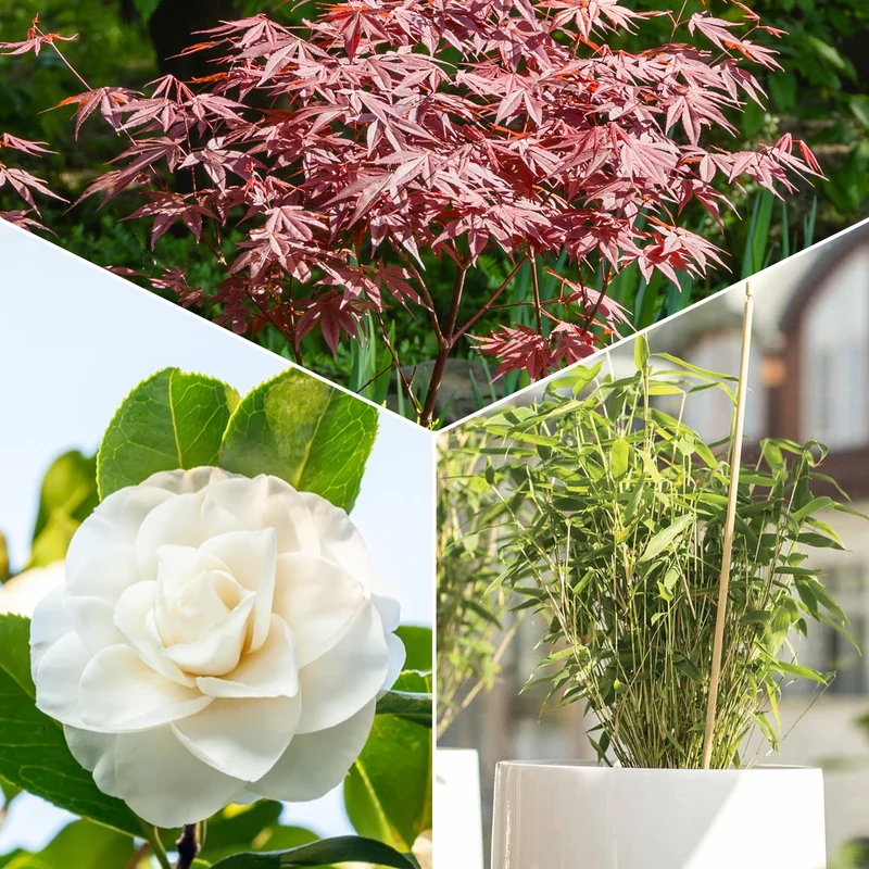 Garten- & Terrassensträucher im Japan-Stil (x3)