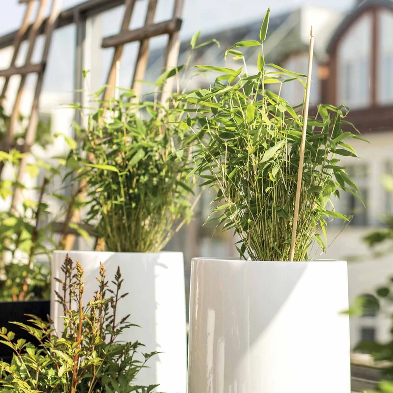 Garten- & Terrassensträucher im Japan-Stil (x3)