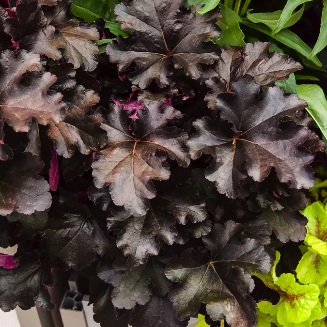 Heuchera Black Pearl