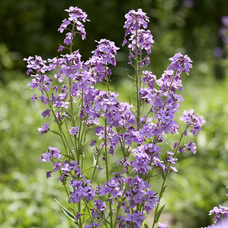 Nachtviole