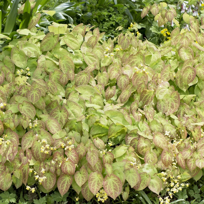 Elfenblume Sulphureum