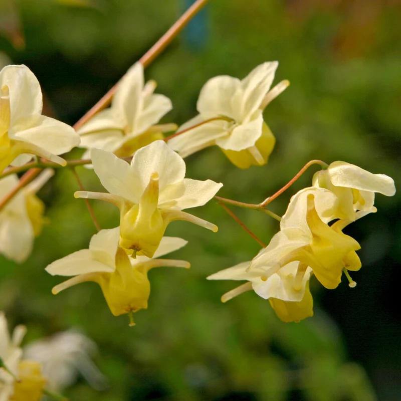 Elfenblume Sulphureum