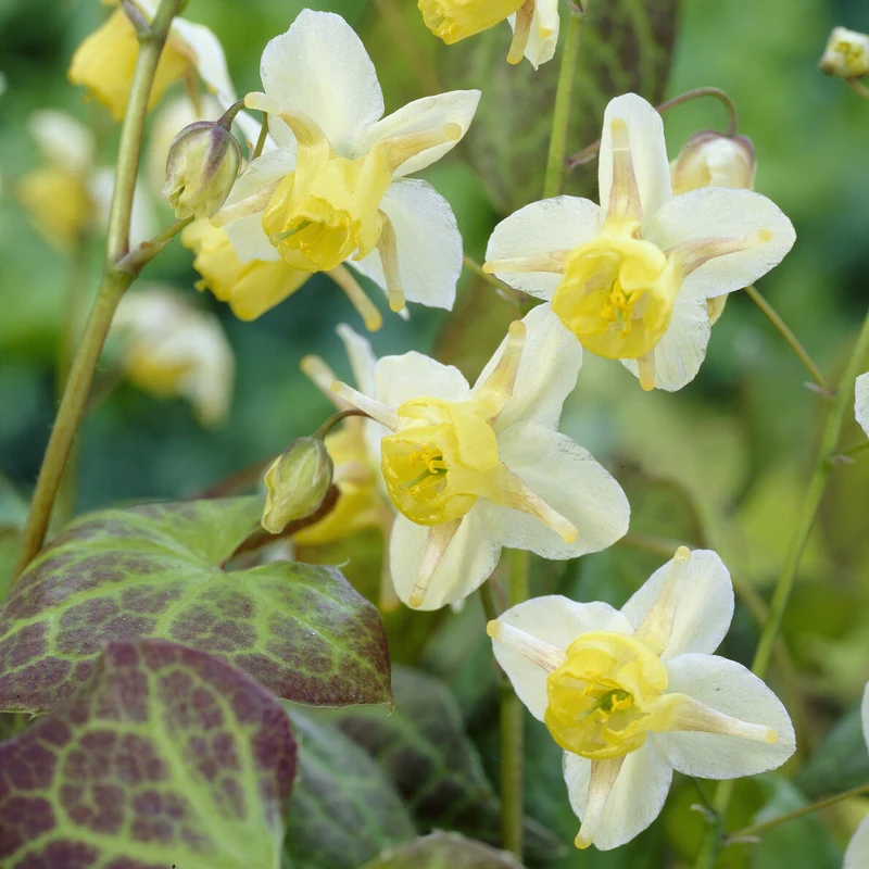 Elfenblume Sulphureum