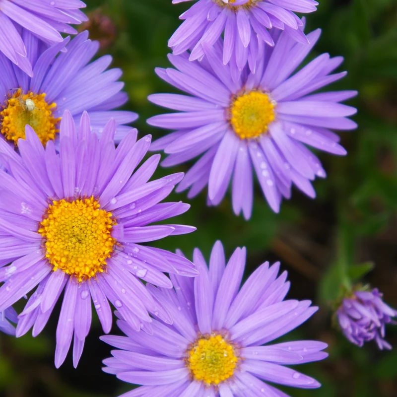 Alpen-Aster 'Dunkle Schöne'