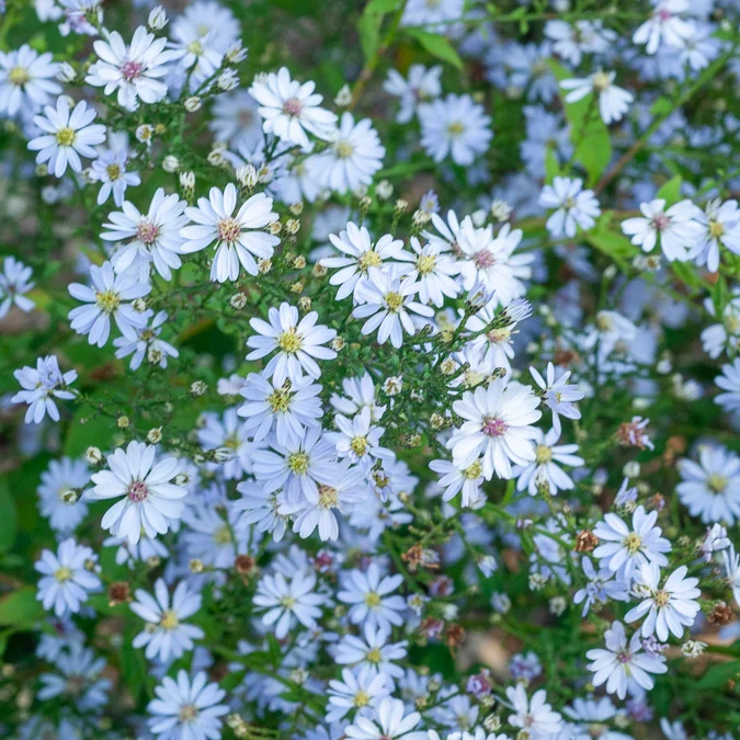 Herzblatt-Aster ‘Ideal’
