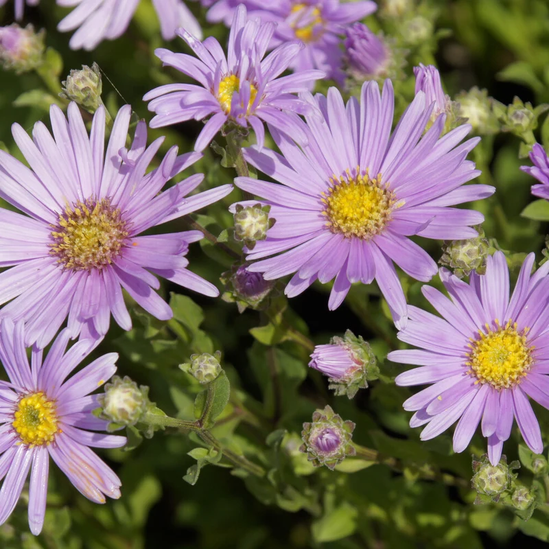Sommer-Aster 'Rosa Erfüllung'