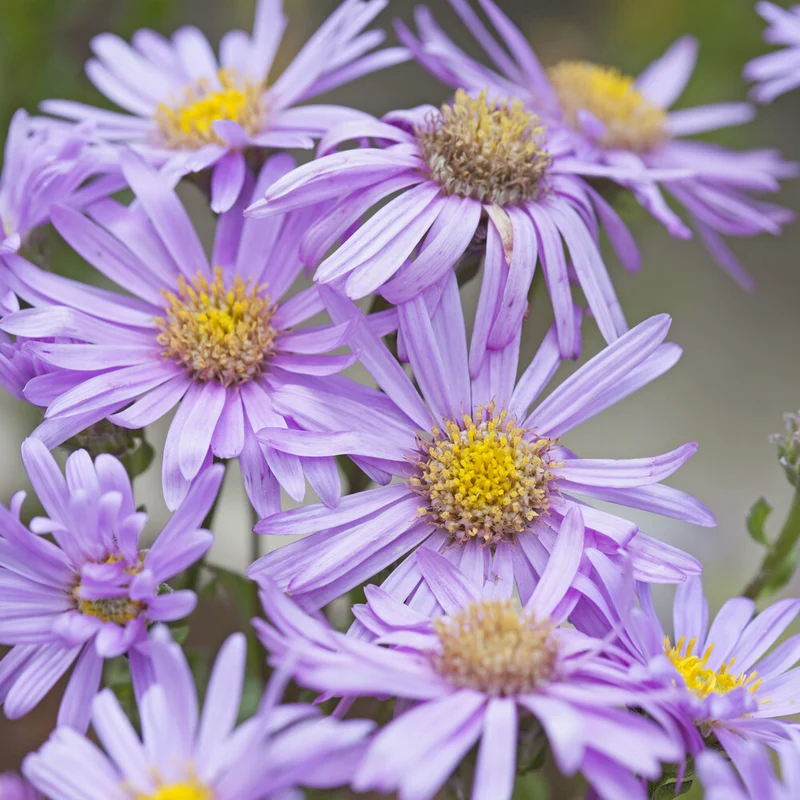 Sommer-Aster 'Rosa Erfüllung'