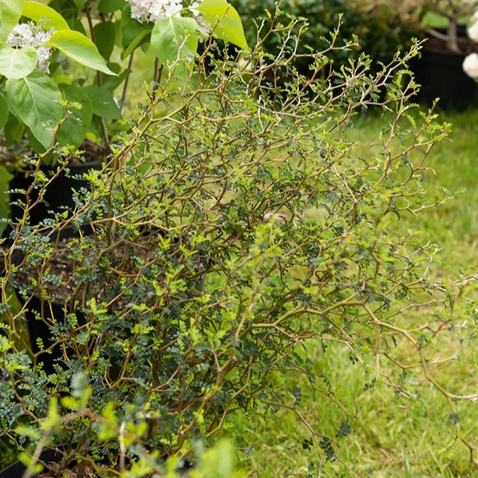 Zwerg-Sophora ‘Little Baby’
