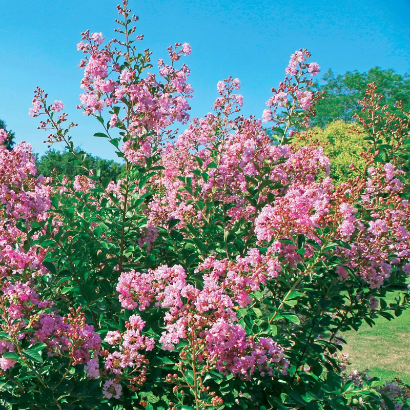 Kreppmyrte ‘Petit Pink’