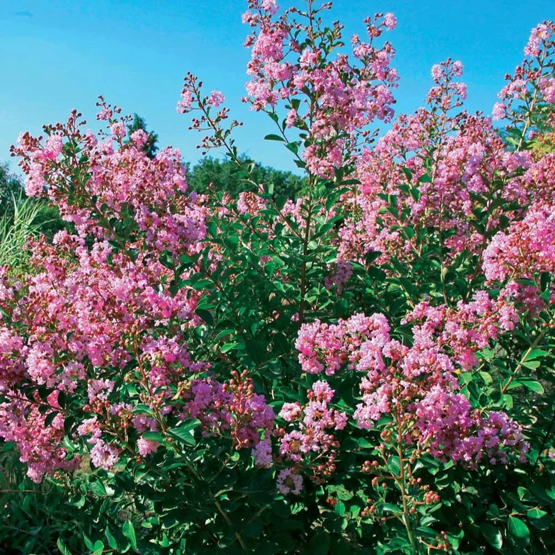 Kreppmyrte ‘Petit Pink’