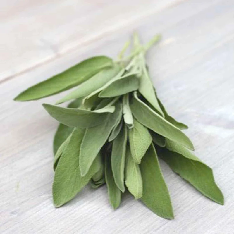 Salbei Salvia officinalis