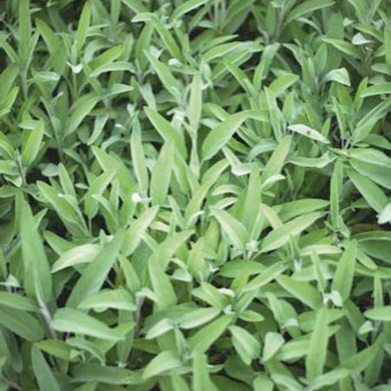 Salbei Salvia officinalis