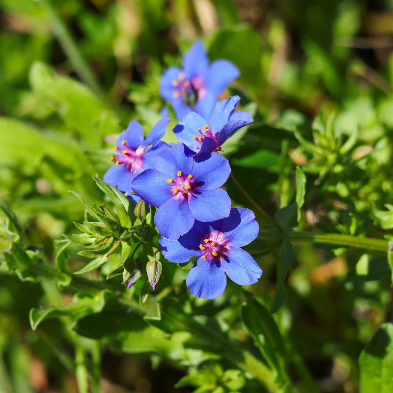 Blauer Gauchheil ‘Blue Moon’