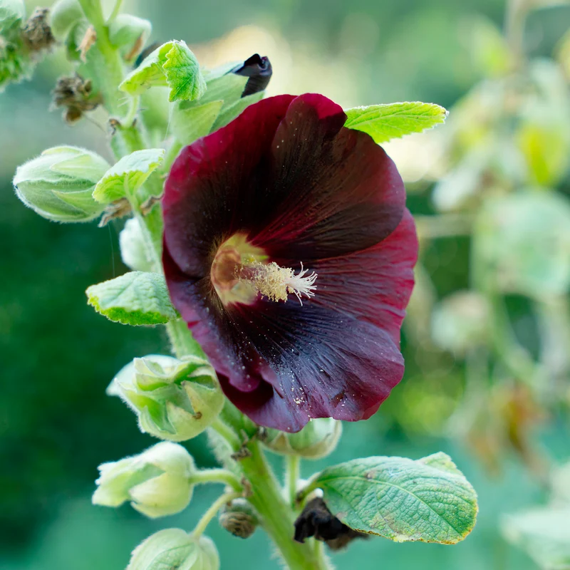 Stockrose Jet Black
