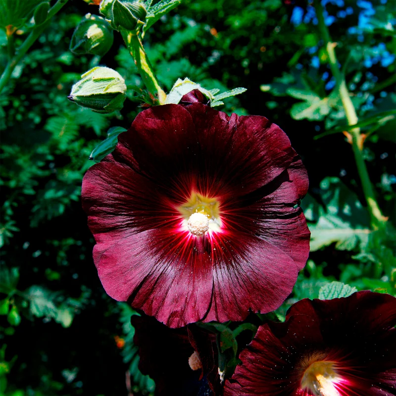 Stockrose Jet Black
