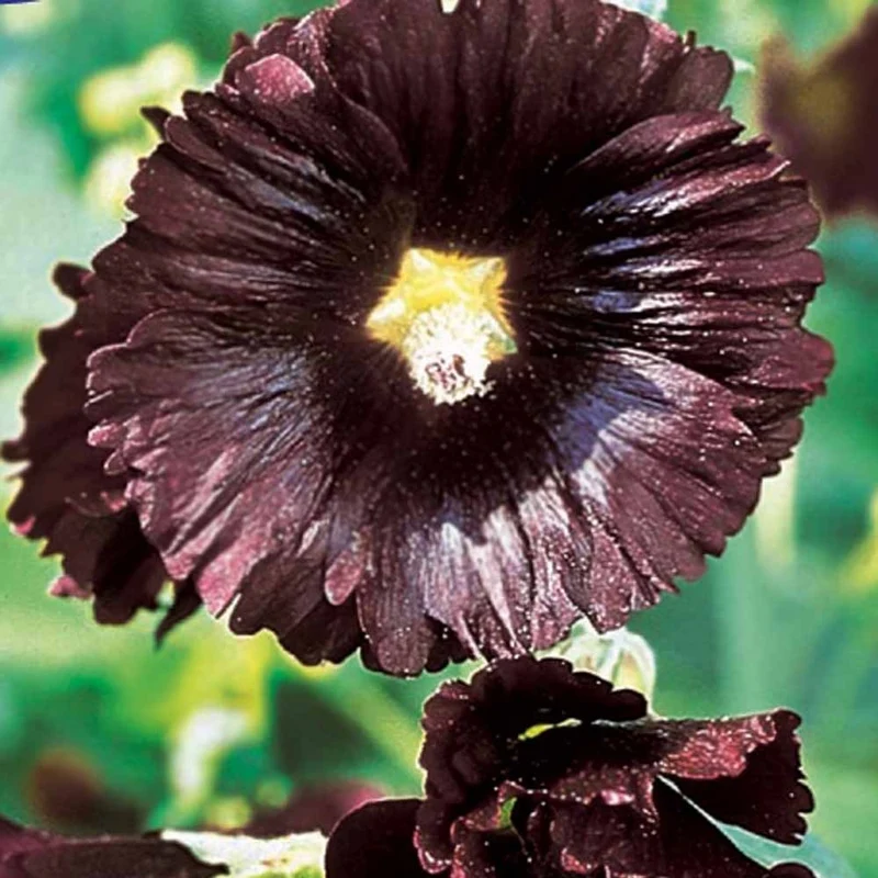 Stockrose Jet Black