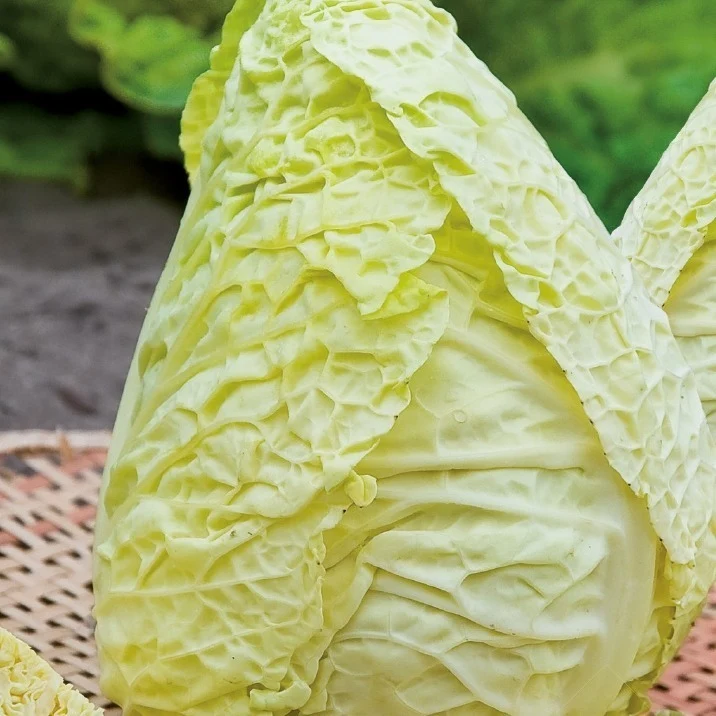 Wirsingkohl Bloemendaalse Gele Bio
