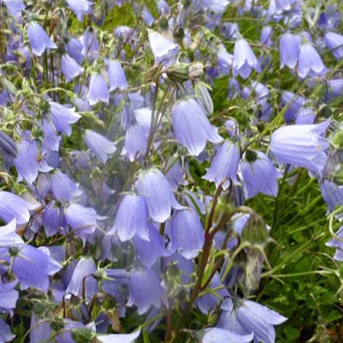 Zwerg-Glockenblume
