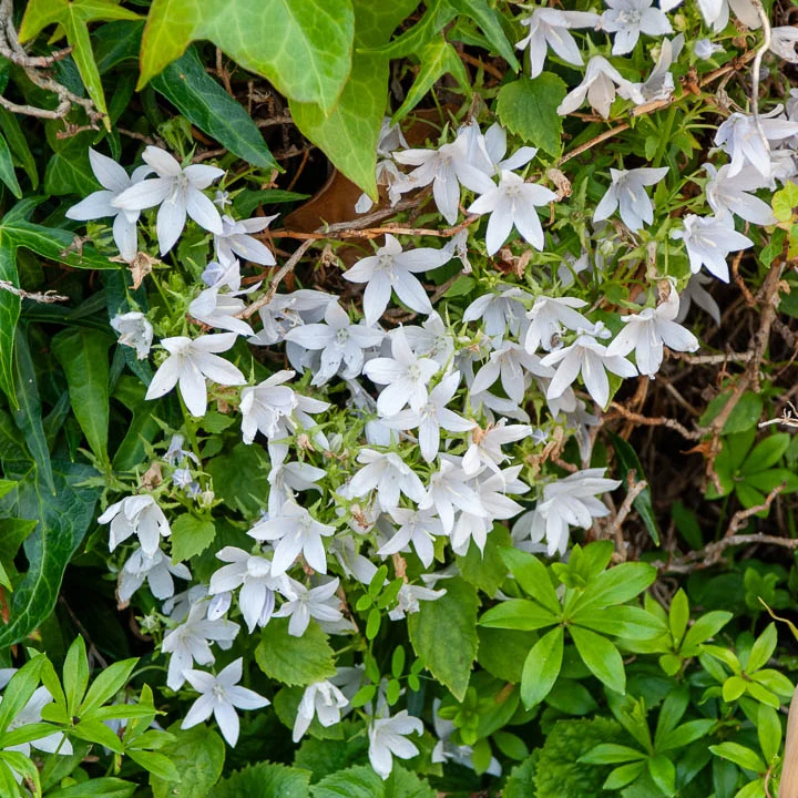 Hängepolster-Glockenblume 'E.H.Frost'