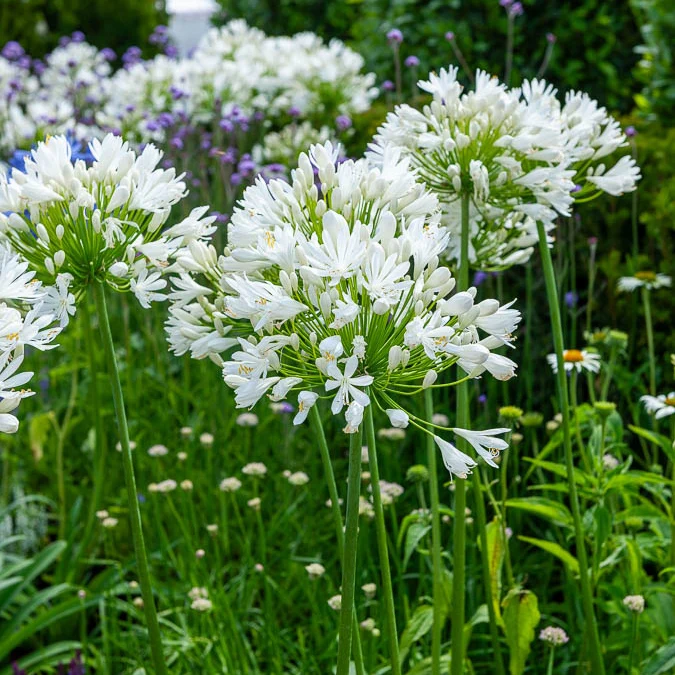 Agapanthus White Heaven