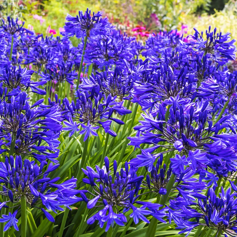 Agapanthus Navy Blue