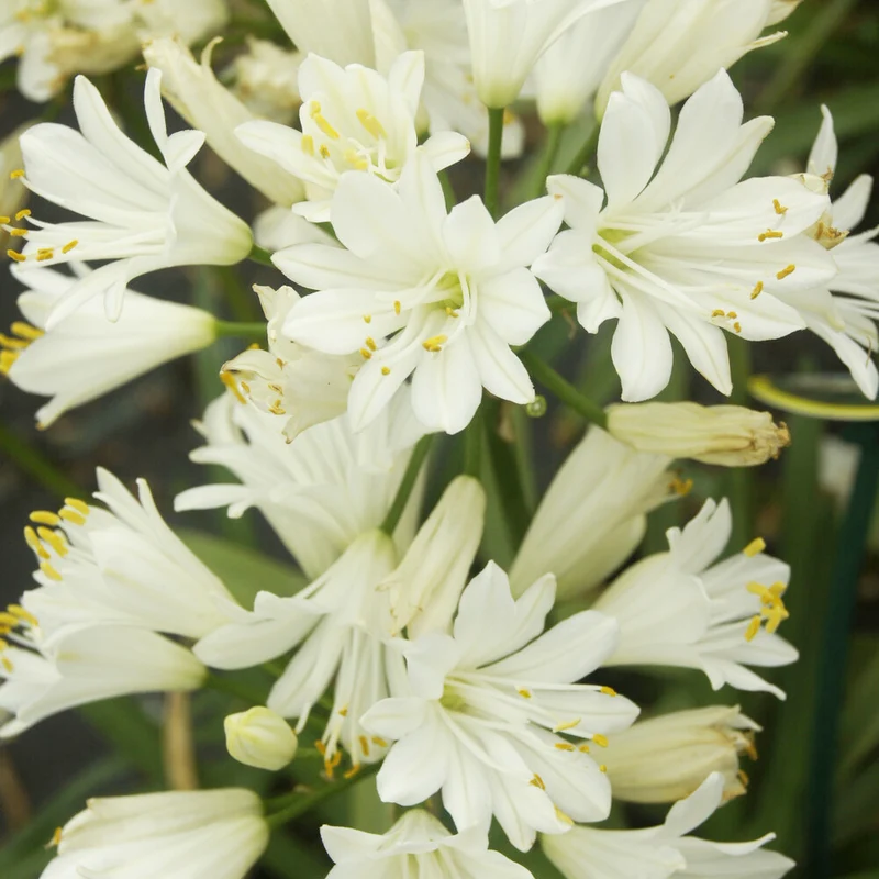 Schmucklilie ‘Double Diamond’