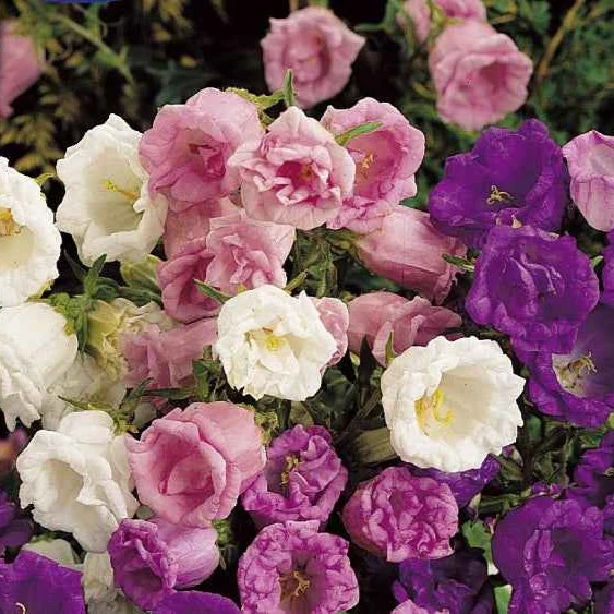 Glockenblumen Mischung