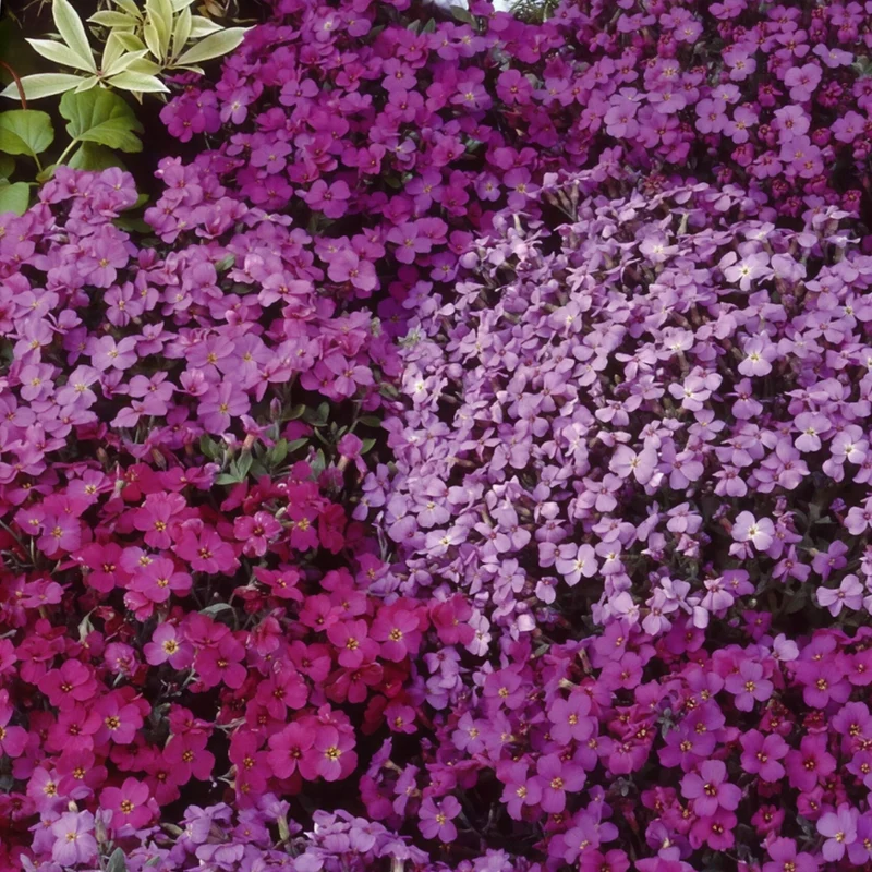 Aubrieta (Blaukissen) Stauden-Mischung 'Cascade'