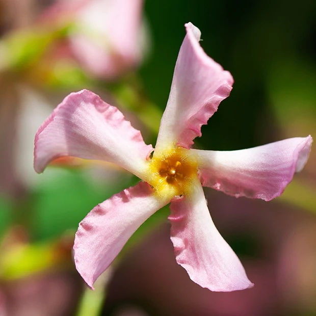 Sternjasmin rosa und weiß (x2)