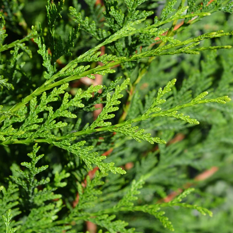 Riesen-Lebensbaum Atrovirens