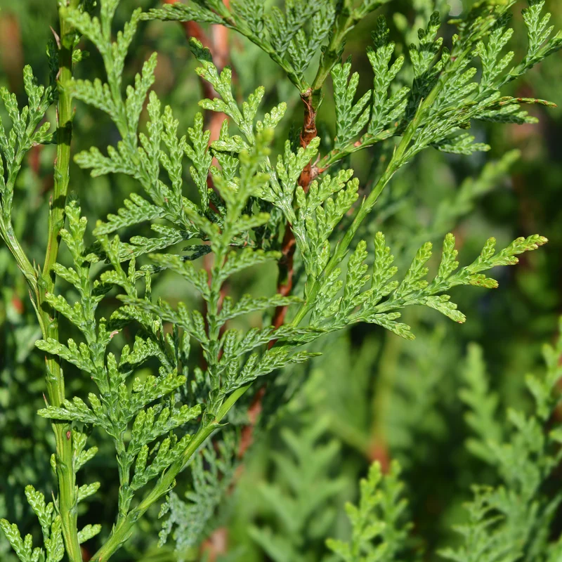 Riesen-Lebensbaum Atrovirens