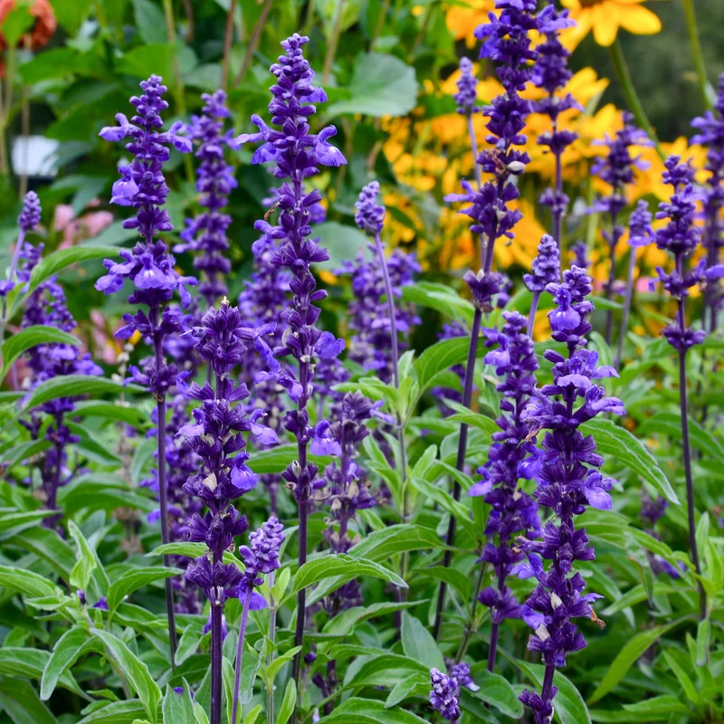 Mehlsalbei ‘Blue Plus’