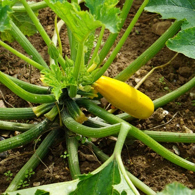 Zucchini Soleil F1