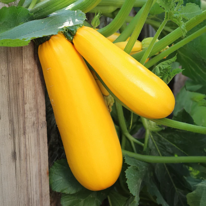 Zucchini Soleil F1