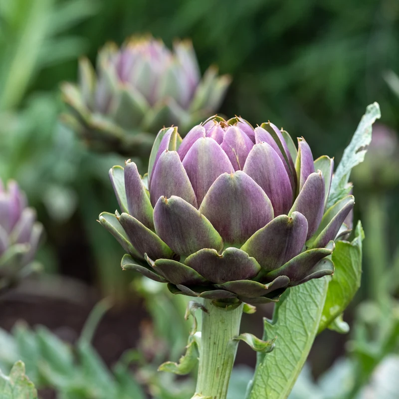 Artischocke ‘Violet de Provence’