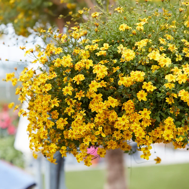 Bidens ‘Beedance Painted Yellow’ (x3)