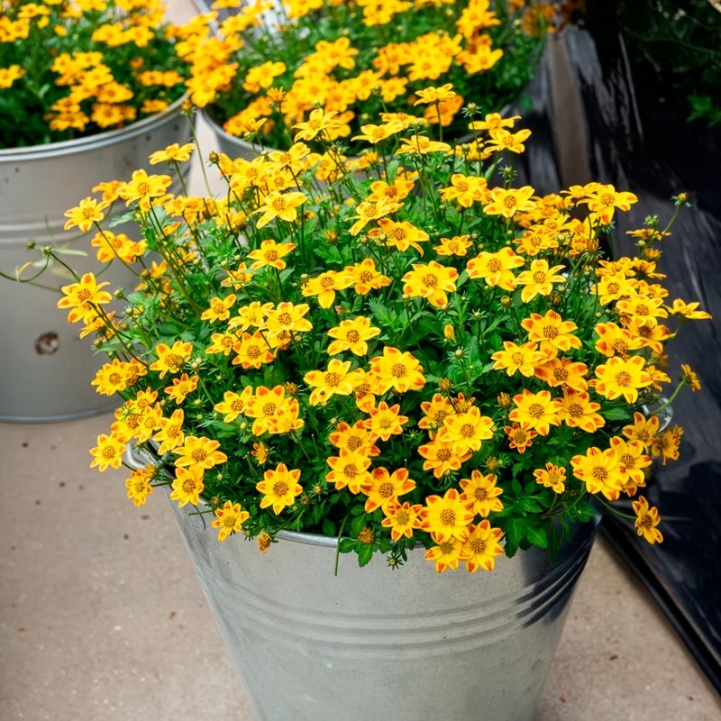 Bidens ‘Beedance Painted Yellow’ (x3)