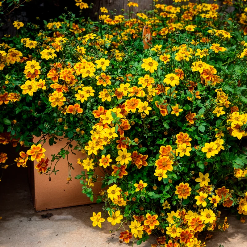 Bidens ‘Beedance Painted Yellow’ (x3)