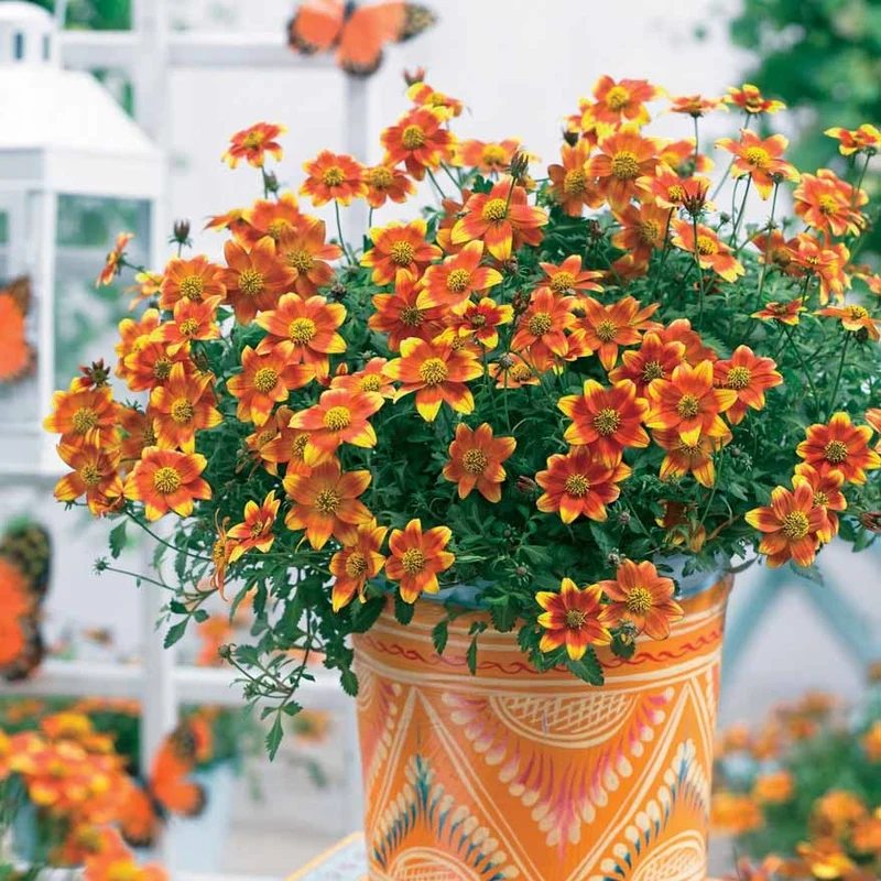 Bidens ‘Beedance Painted Yellow’ (x3)