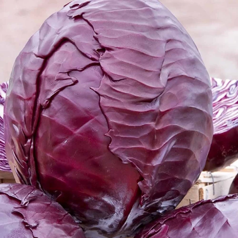 Rotkohl Langedijker Bewaar 2
